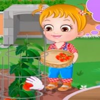 Baby-Hazel Einpflanzen Tomaten