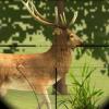 Classical Deer Hunter
